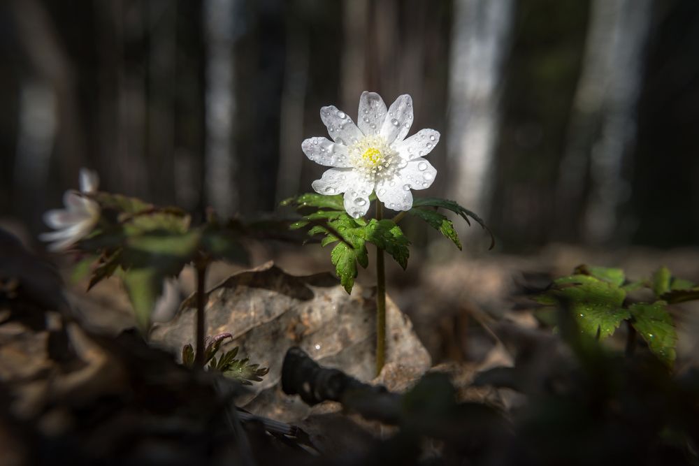 Photograph by Соколова Елена