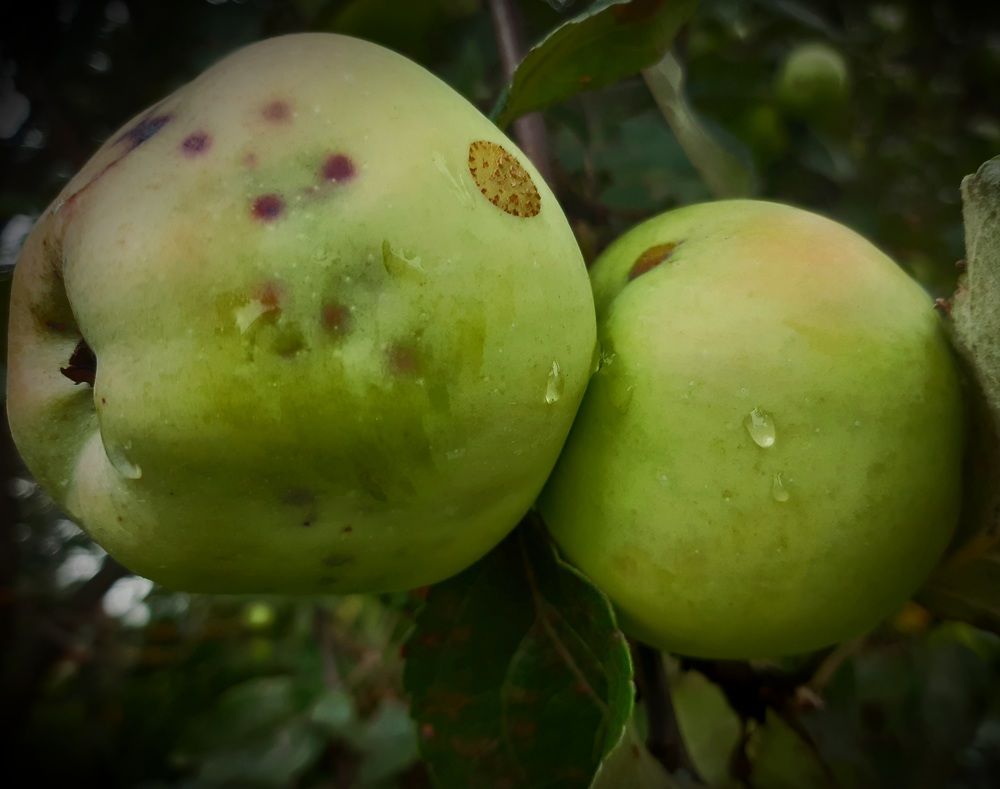 Photograph by Екатерина