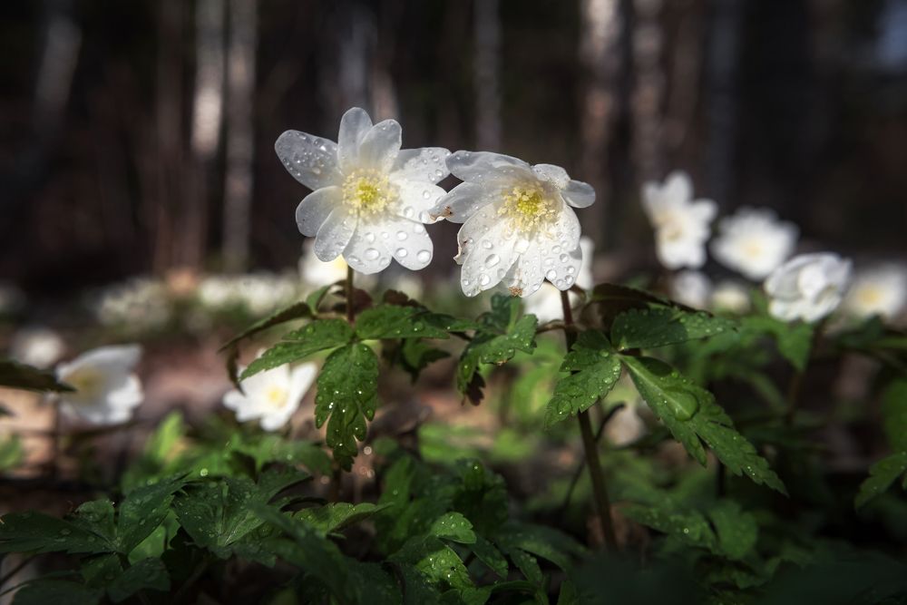Photograph by Соколова Елена