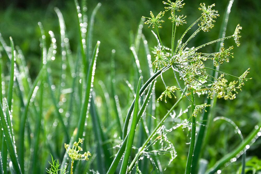 Photograph by Наталья Сорокина