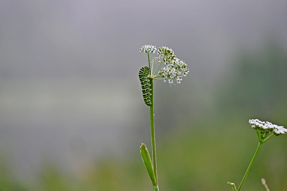 Будущий махаон