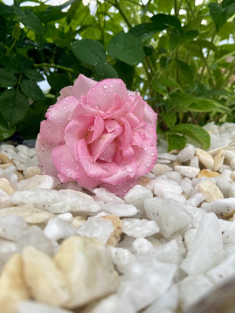 Photograph by Наталья Душакова