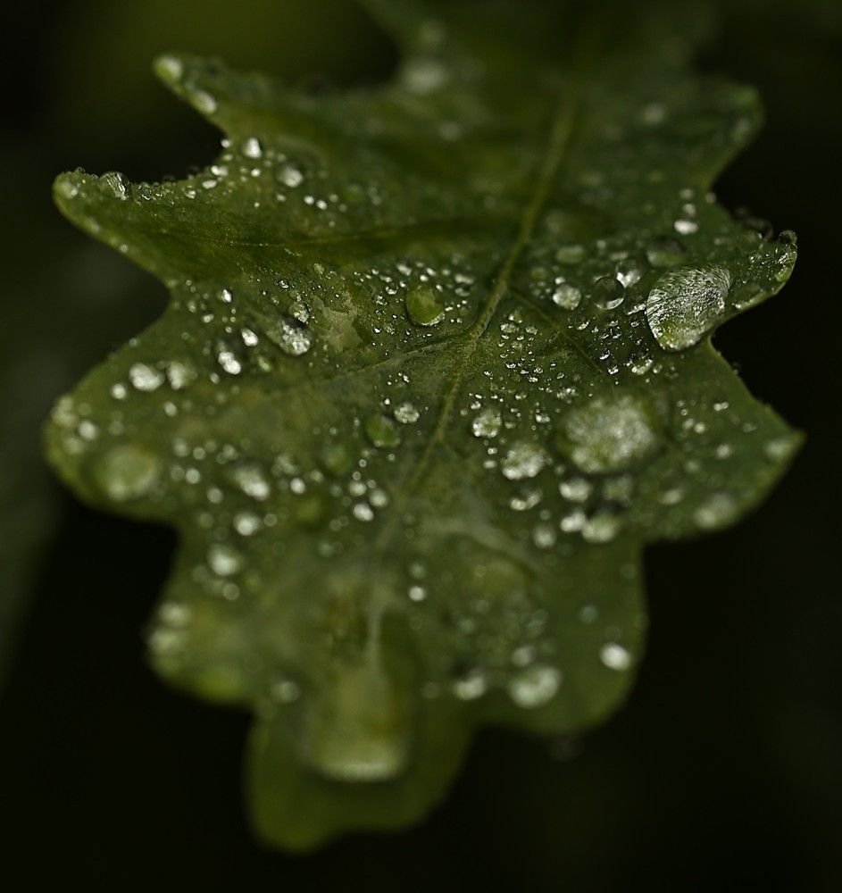 Photograph by Елена Одынец