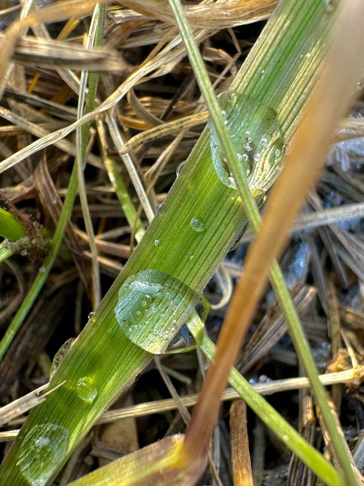 Весенняя роса