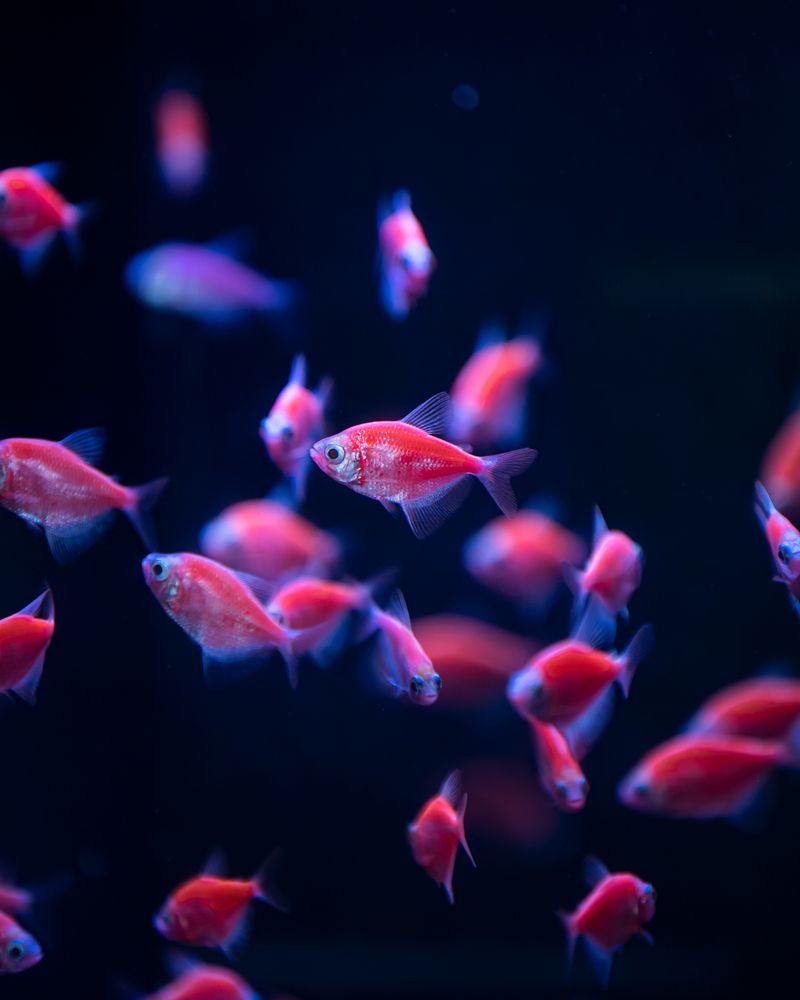 Photograph by Ni Bruce