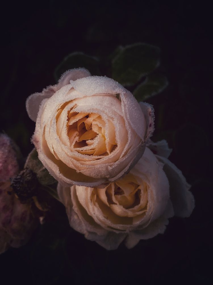 Photograph by Светлана Долганова