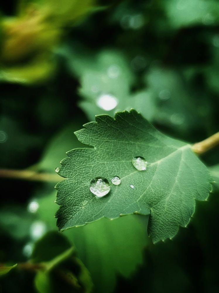 Фотография автора Ирина Дроздова