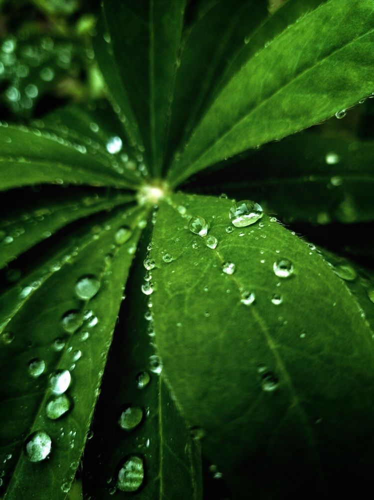 Фотография автора Ирина Дроздова