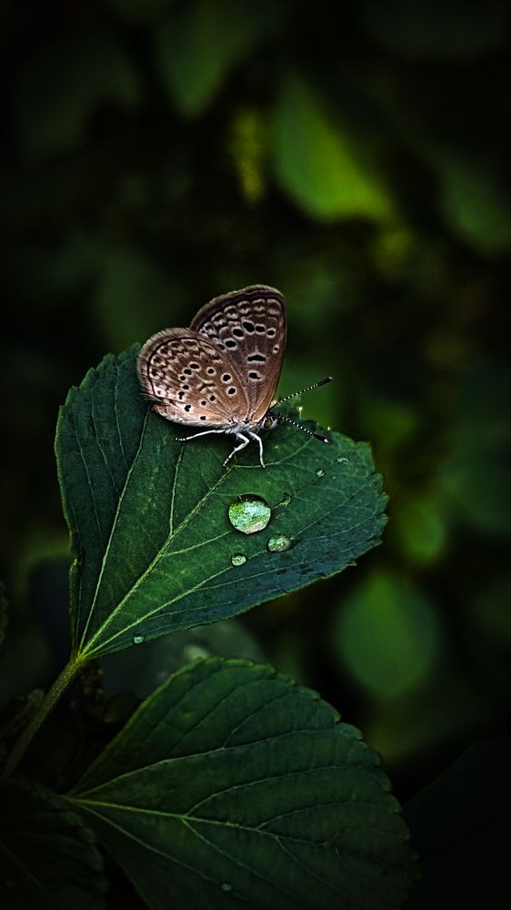 Photograph by SARAVANA MANICKAM