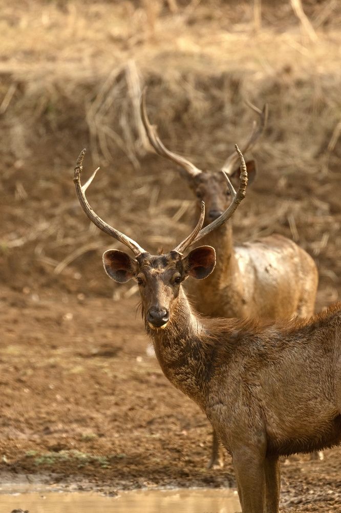 Duet Deer_ Sambar Deer