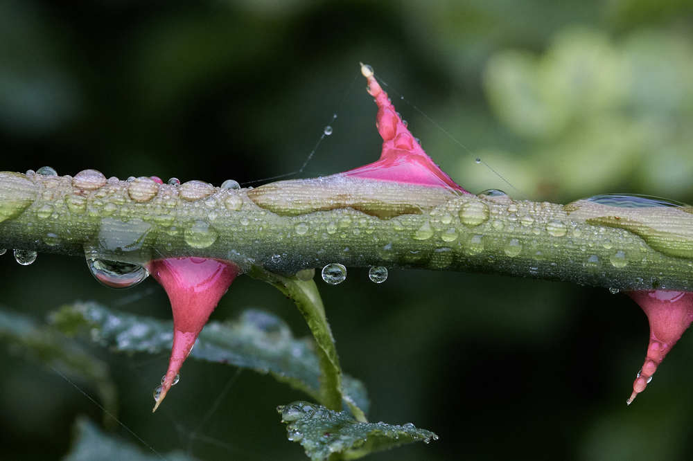 Фотография автора Ekaterina Palant