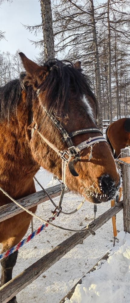 Photo #11455848