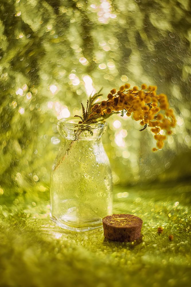 Фотография автора Ману Фалько