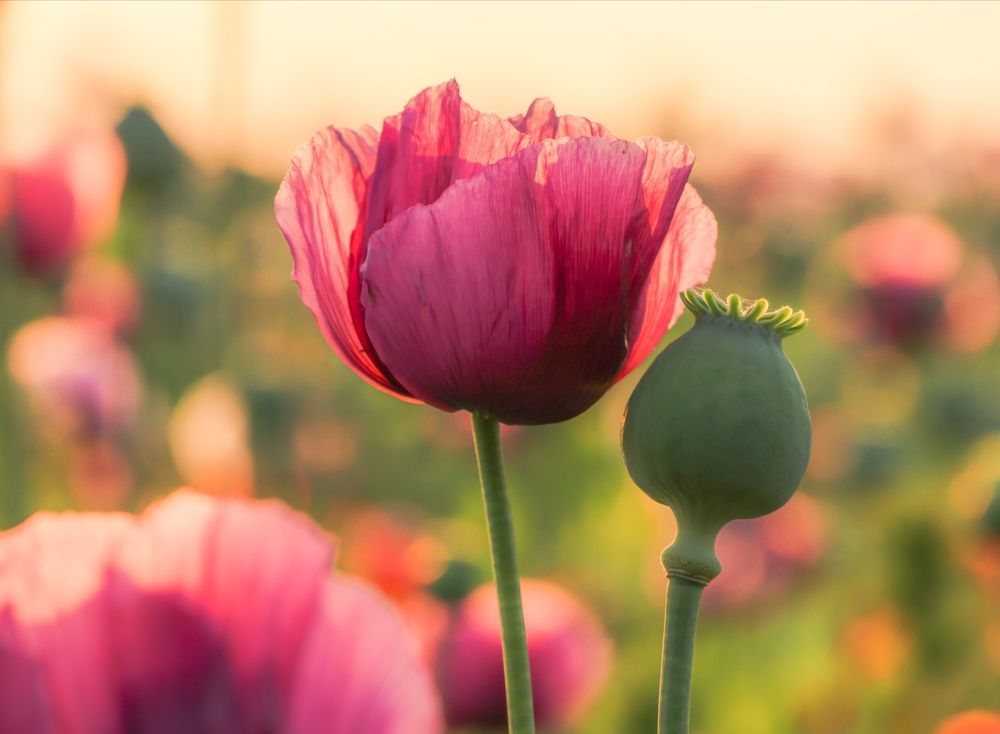 Photograph by Eva Wiedemann