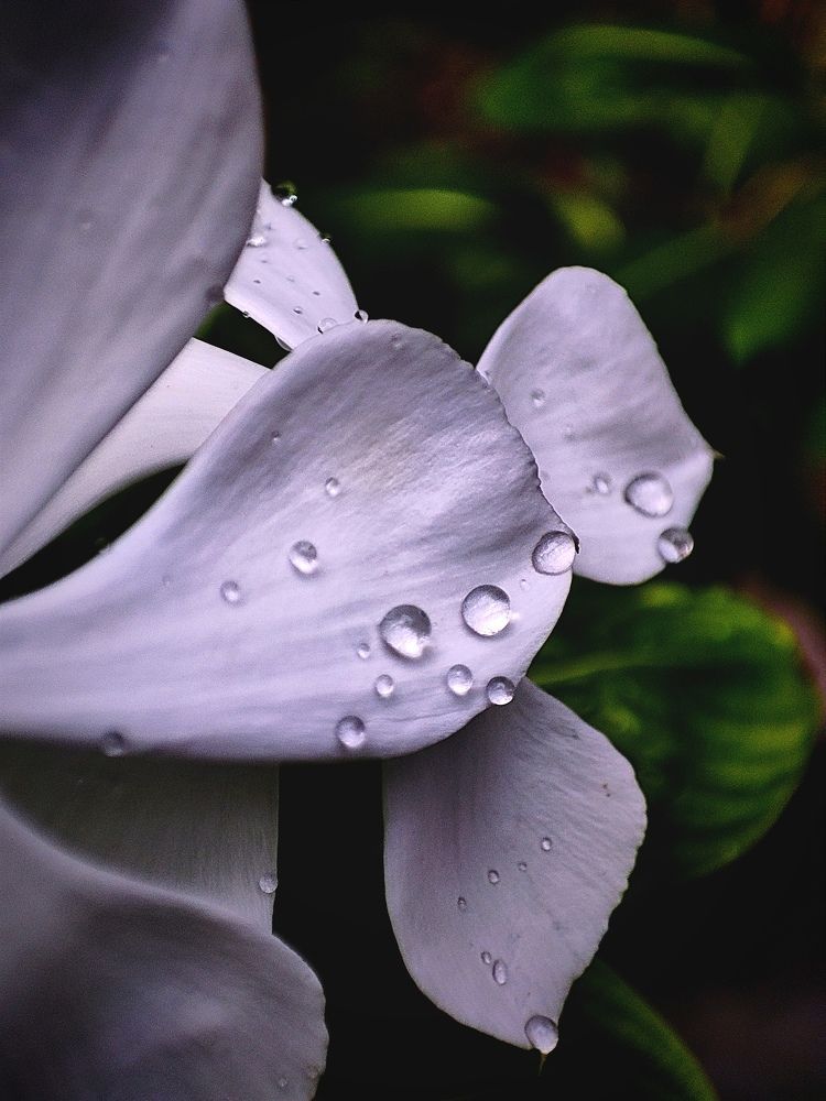 Фотография автора Debdutt Saha