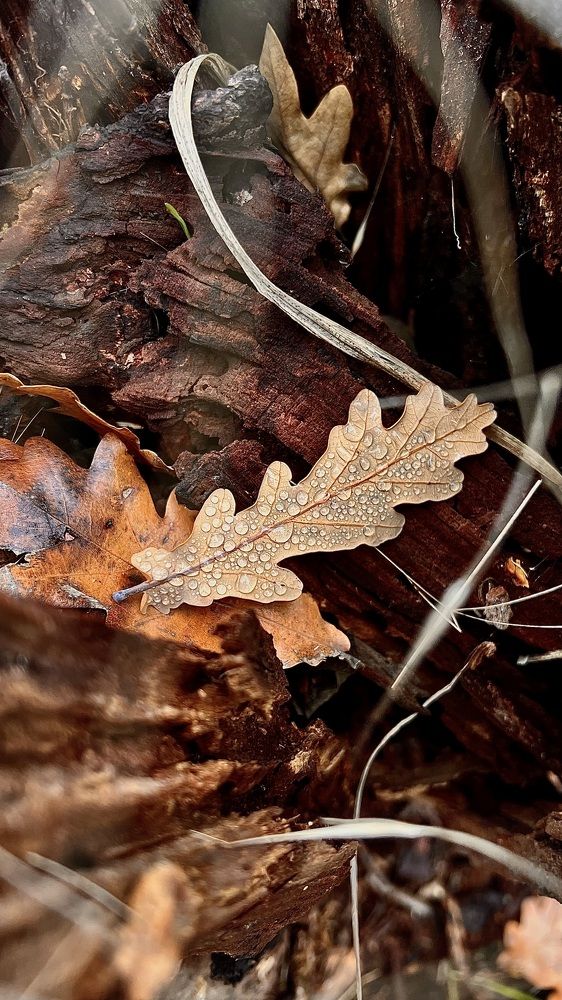 Photograph by Елена Громова