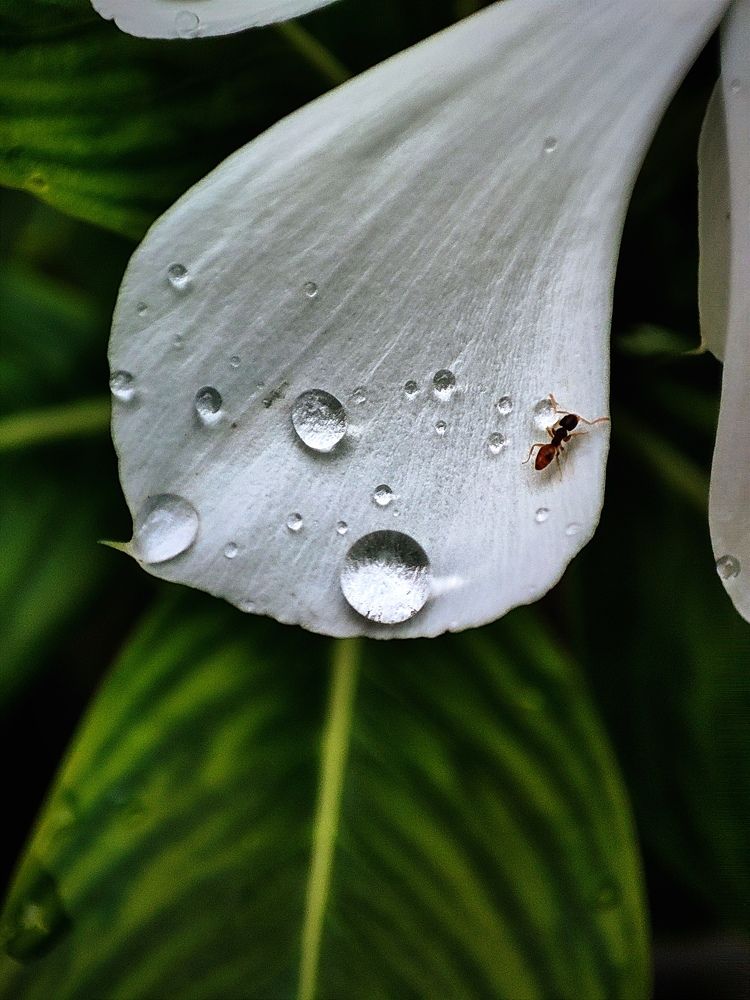 Фотография автора Debdutt Saha