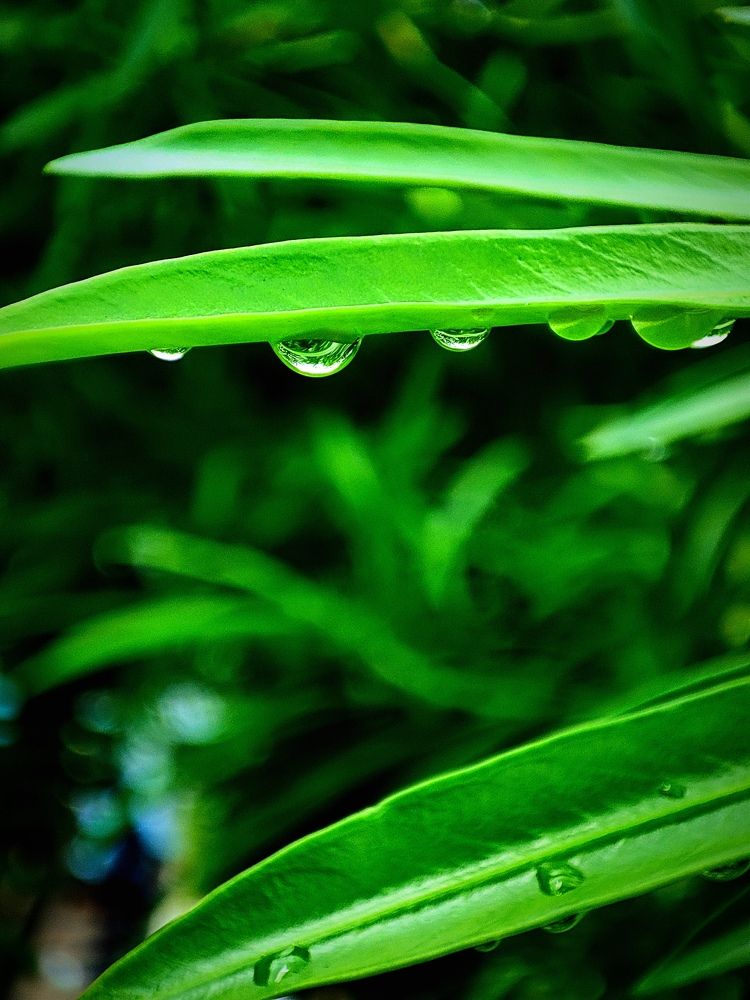 Фотография автора Debdutt Saha