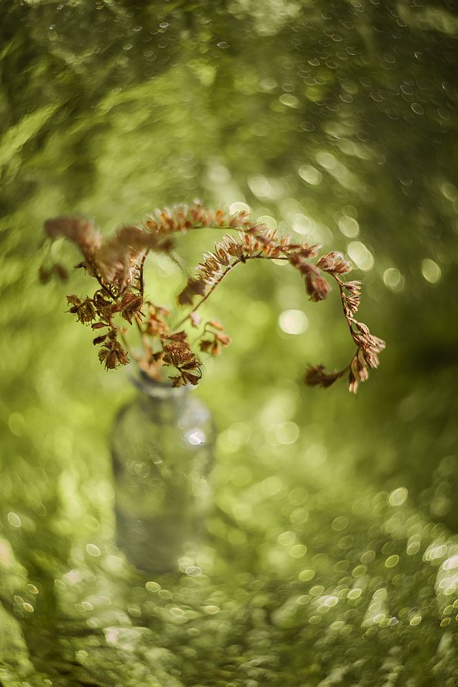 Фотография автора Ману Фалько