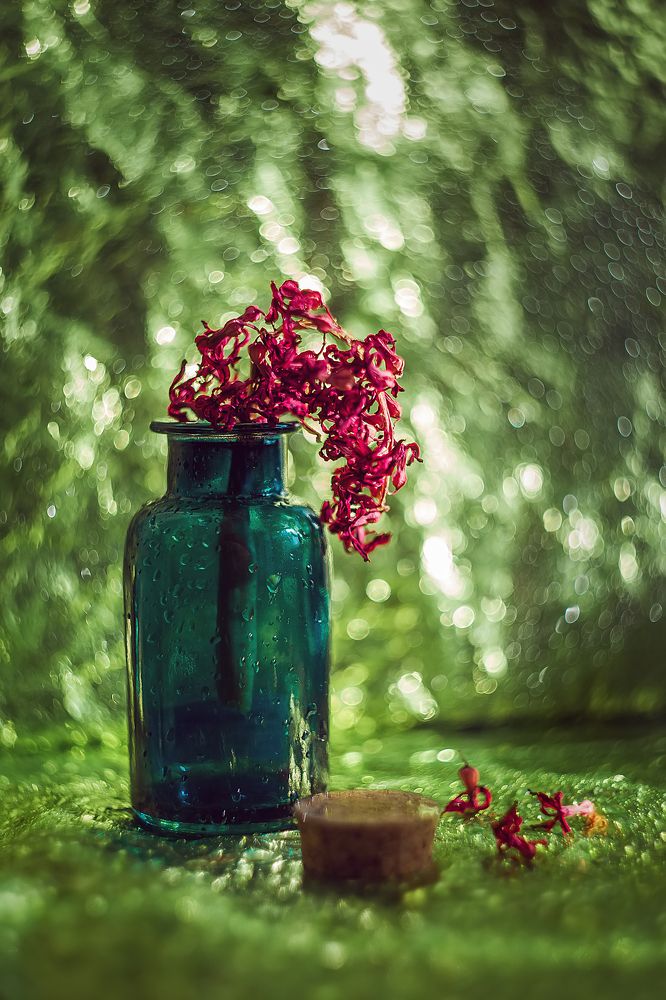 Фотография автора Ману Фалько