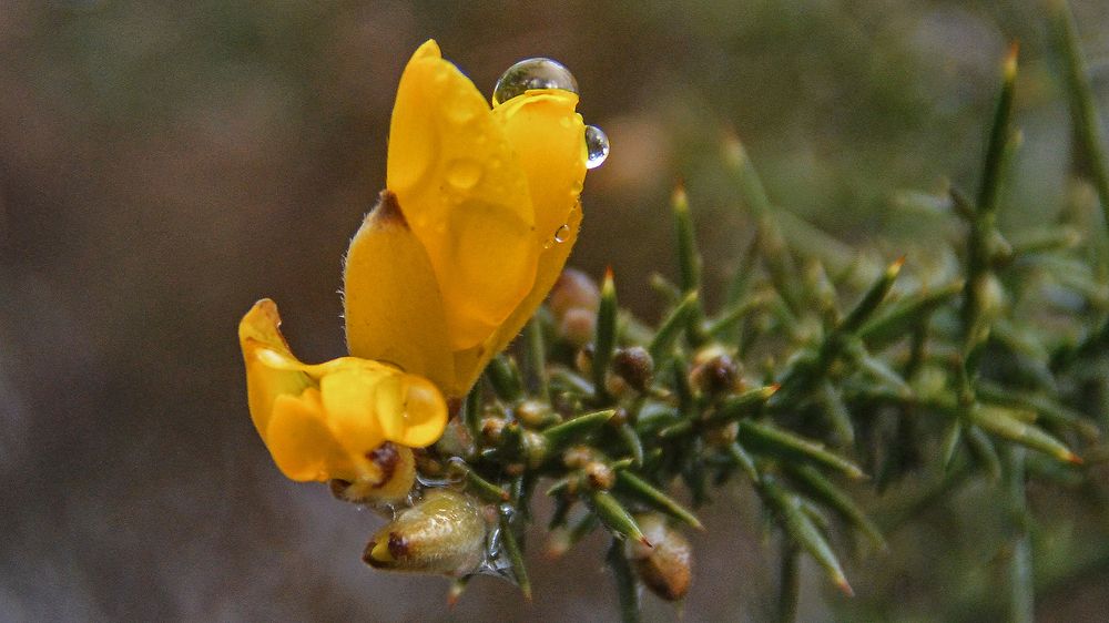 Ёлка расцвела