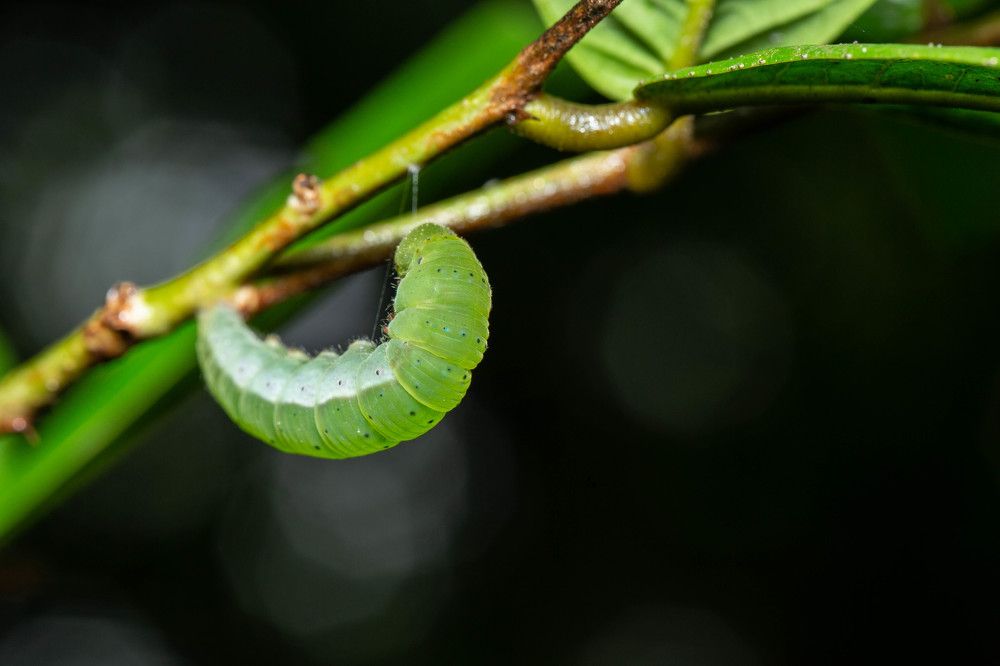 Photograph by NguyenKhoi Do