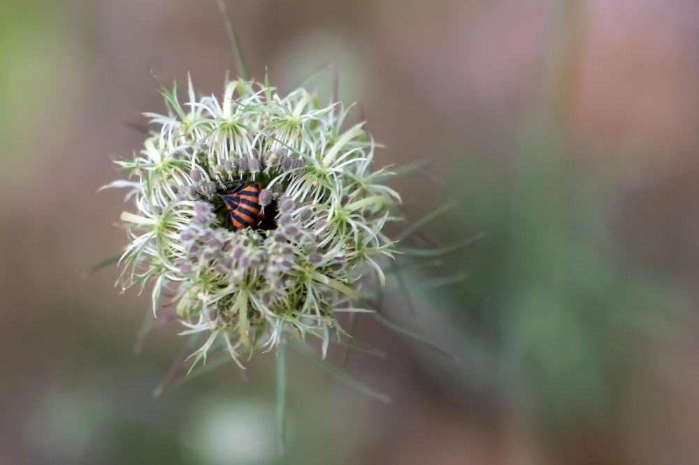 Photograph by Дмитрий Цикин