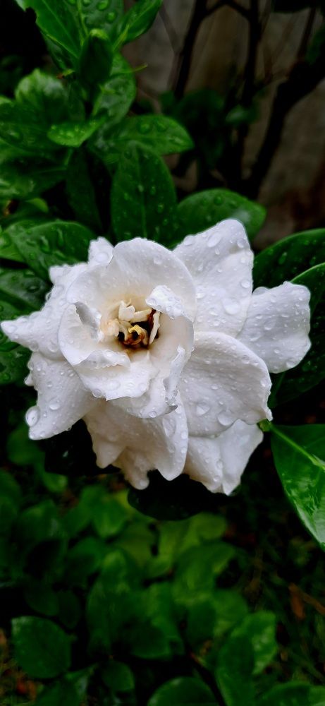 Photograph by FELOMINA ENDEREZ