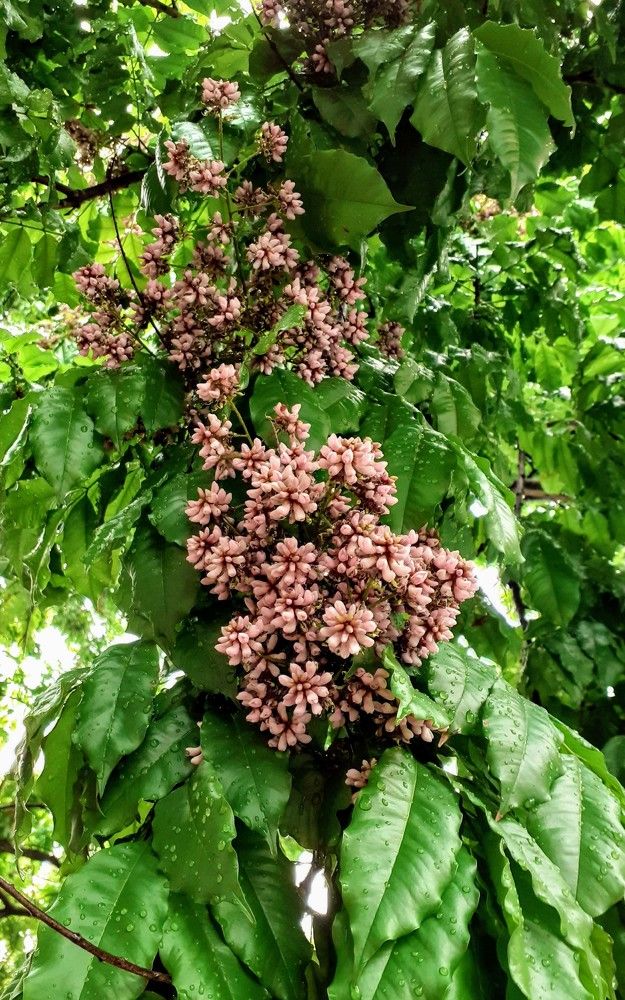 Photograph by FELOMINA ENDEREZ