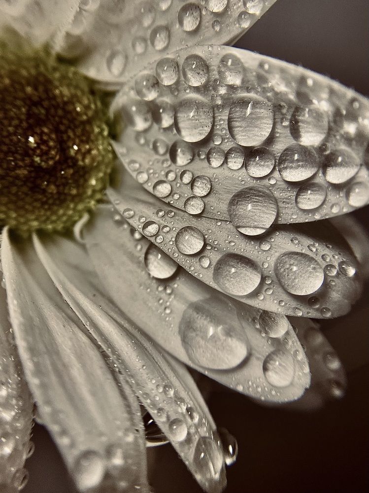 Photograph by Алена Алена