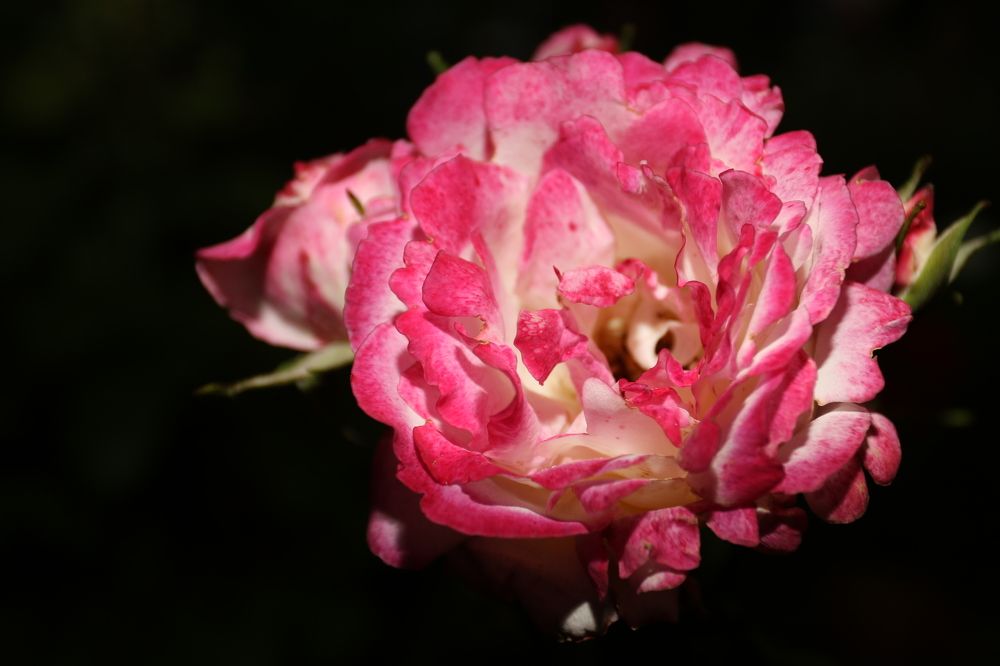 Фотография автора Колосова Елена