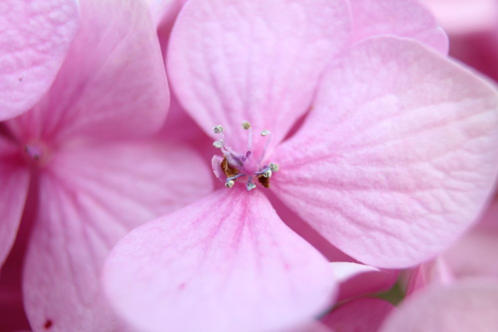 Фотография автора Колосова Елена