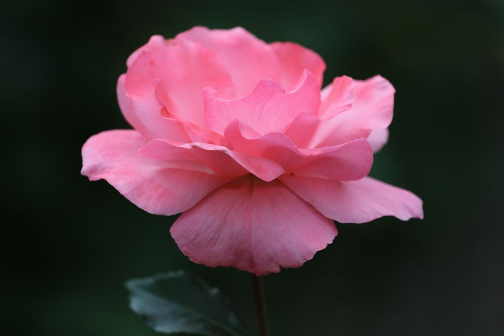 Фотография автора Колосова Елена