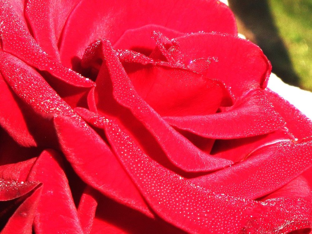 Photograph by Лариса Басова