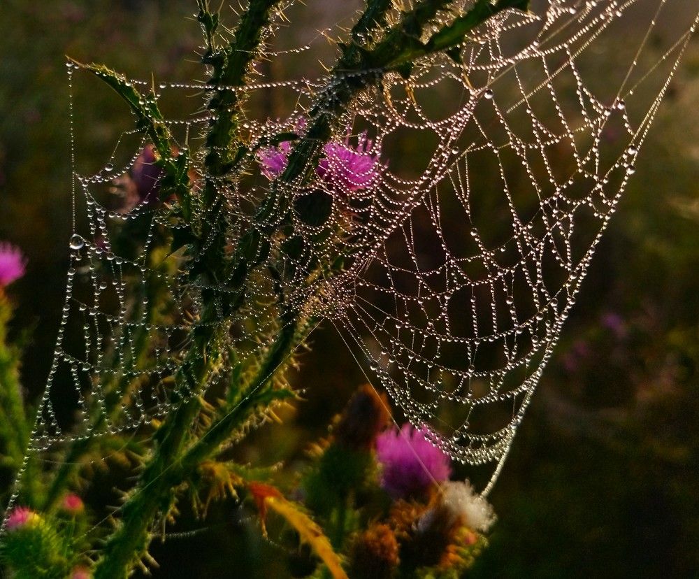 Photograph by Лариса Басова