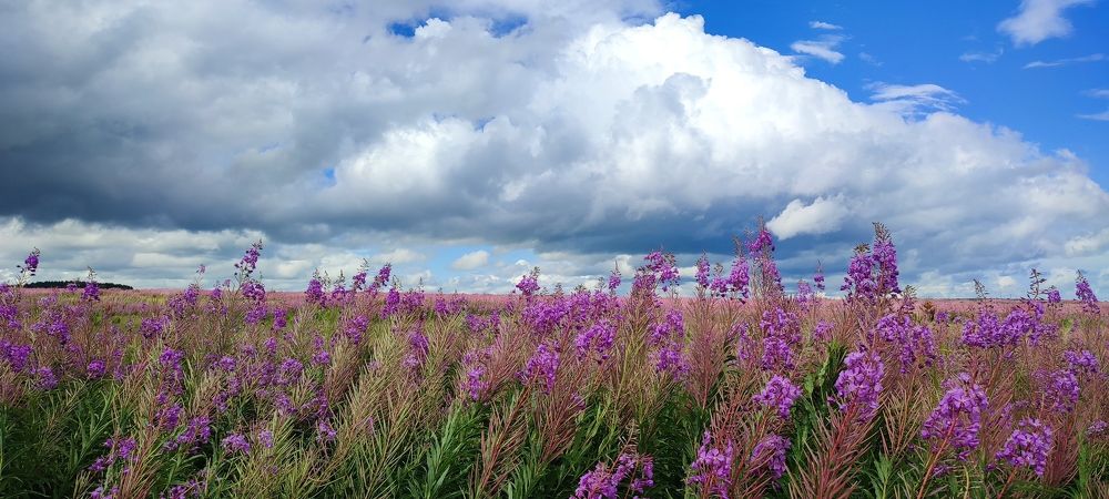 Photograph by Людмила Воропаева