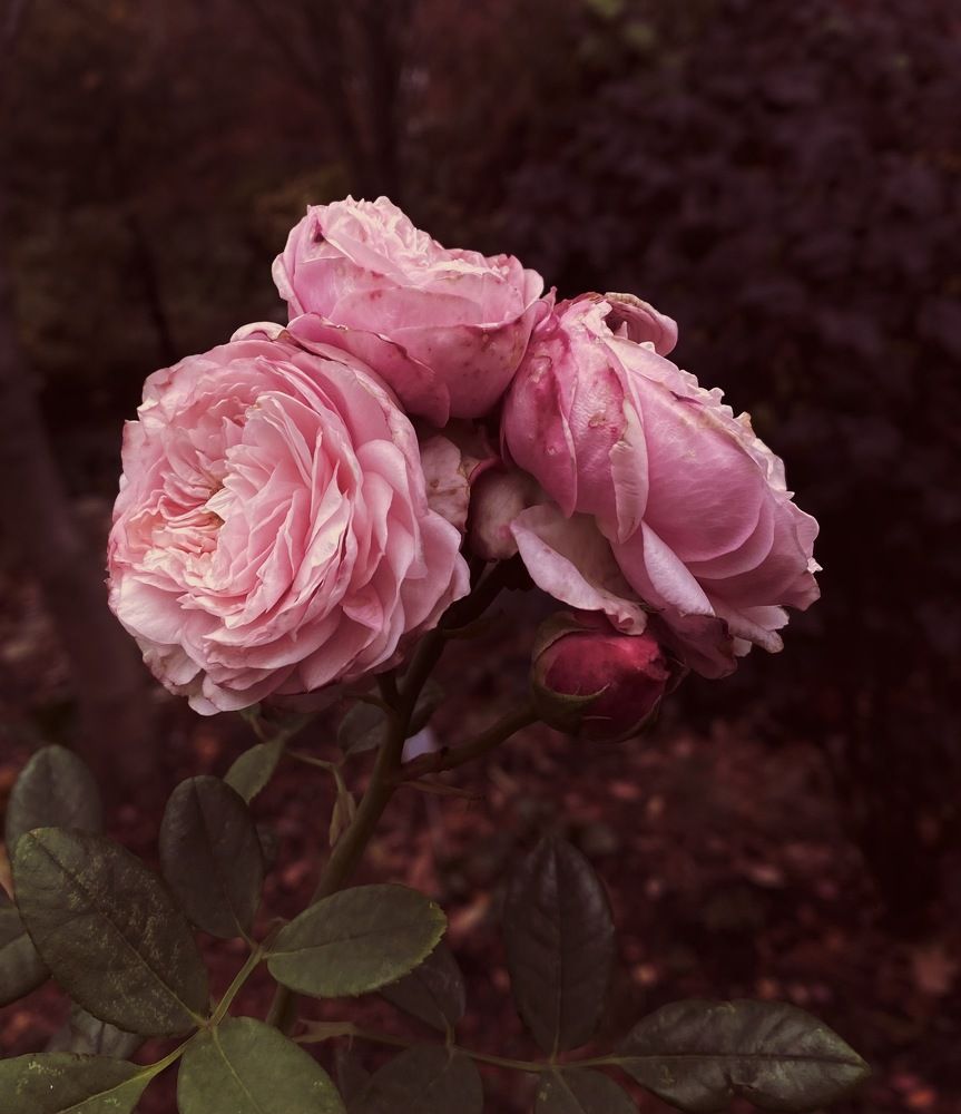 Фотография автора Galina Sa