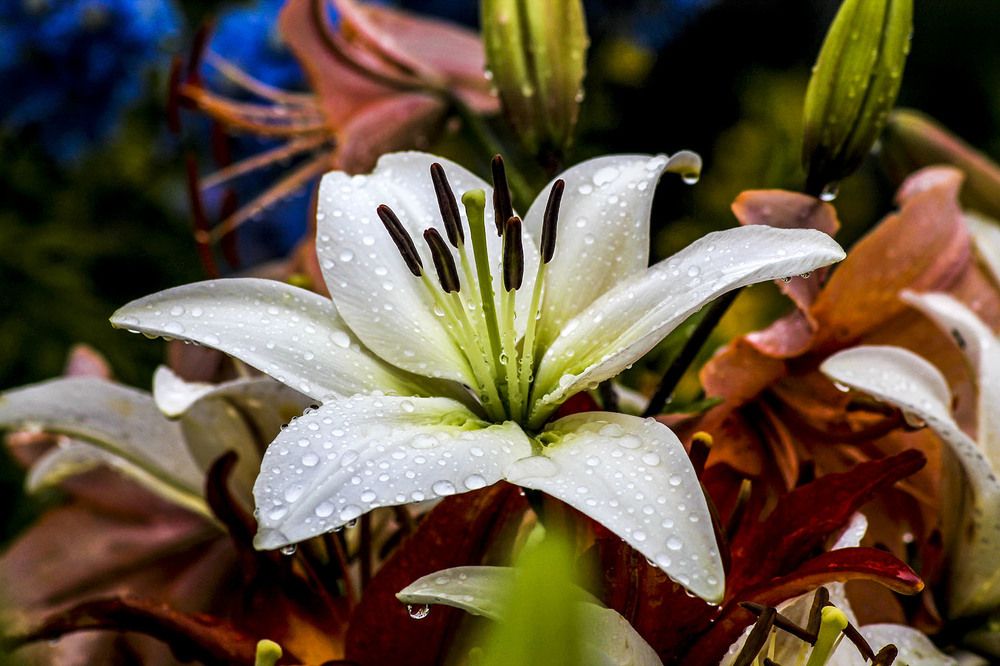 Photograph by Людмила Павловна