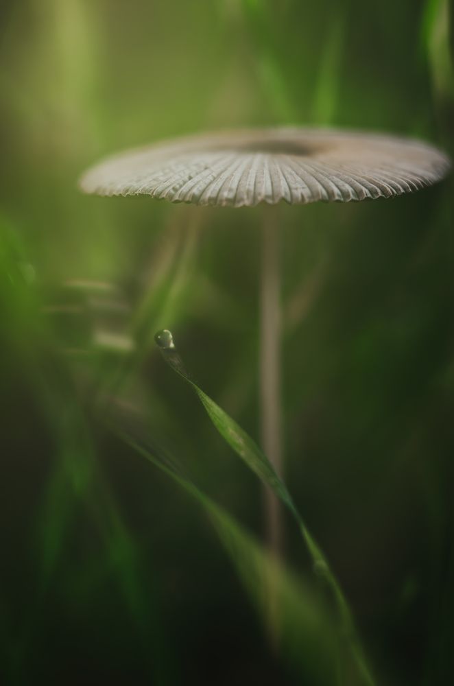 В зеленом царстве