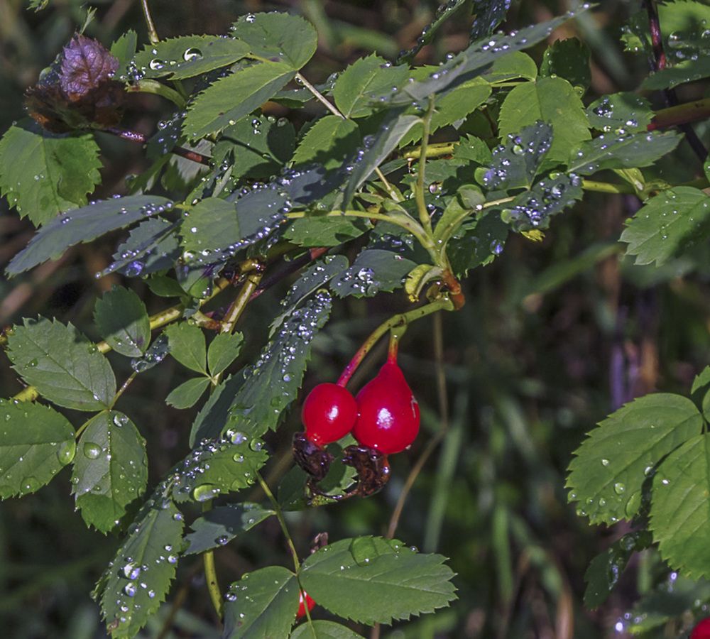 Photograph by Цветков Сергей
