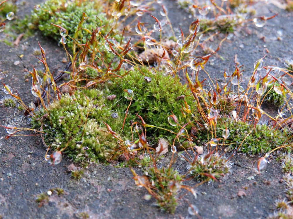 Water drops on moss