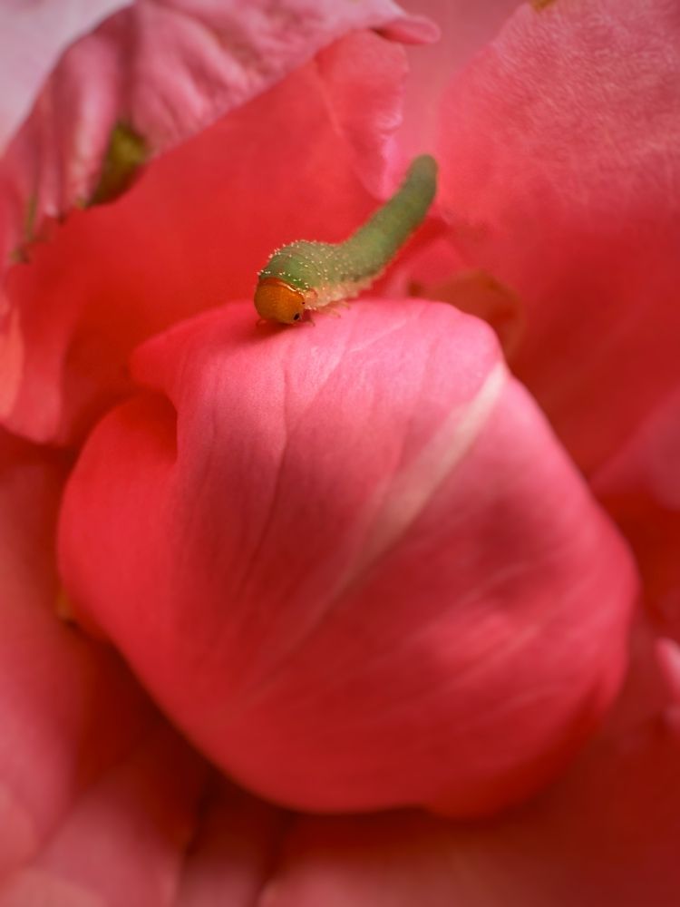 Photograph by Дина