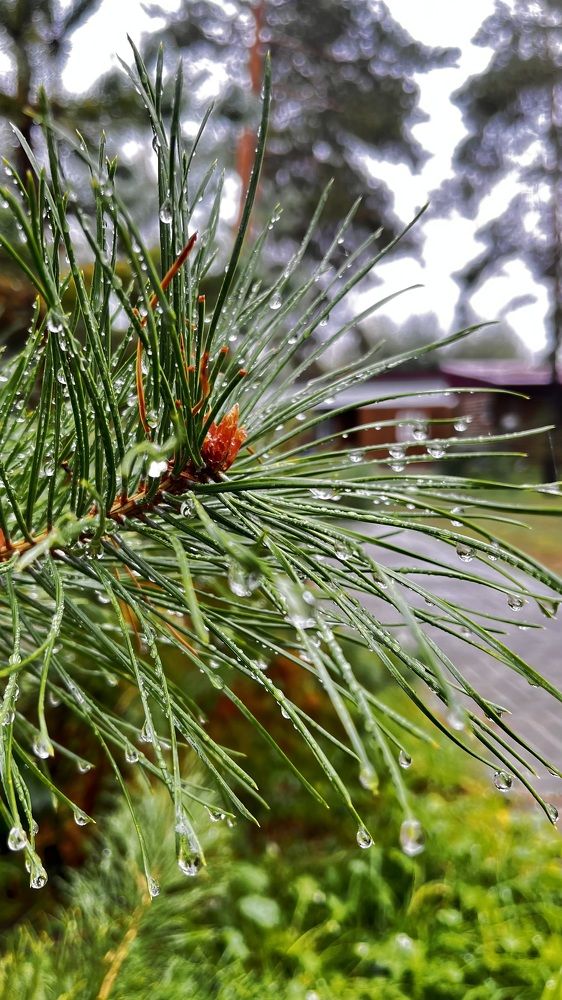 Photograph by Ольга Белоусова