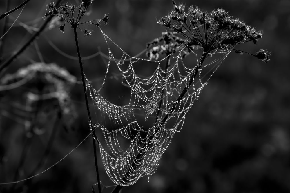 Утренняя роса