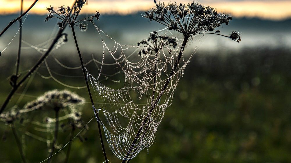 Гирлянда из капель