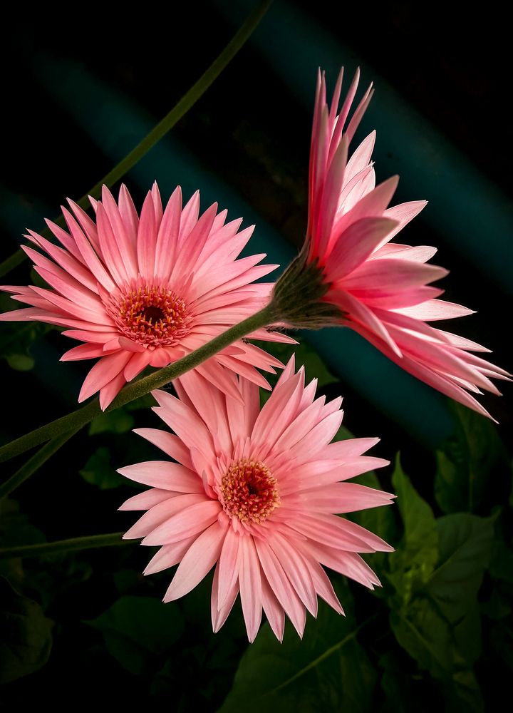 Photograph by Диана Бородзе