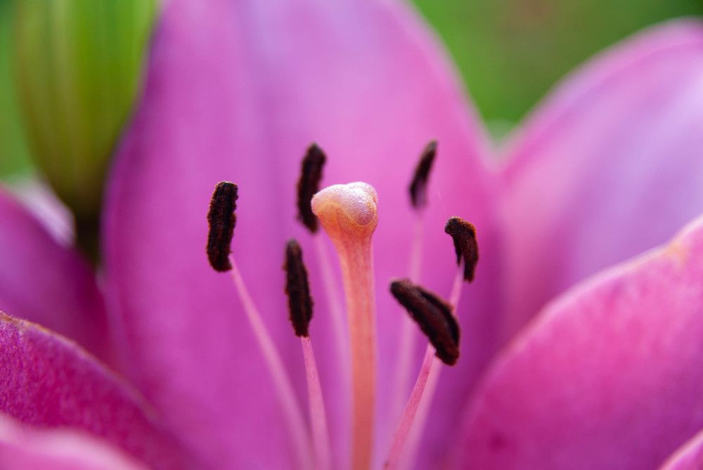 Photograph by Диана Бородзе