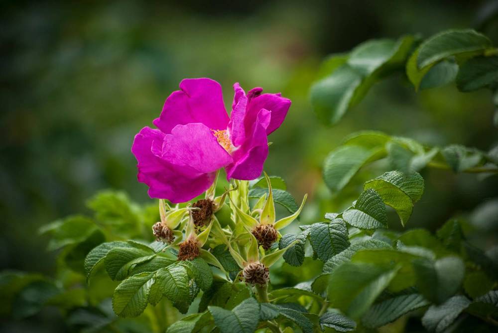 Photograph by Диана Бородзе