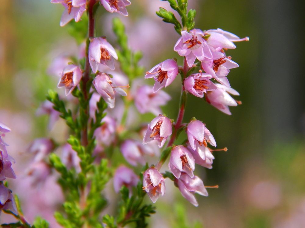 Photograph by Диана Бородзе