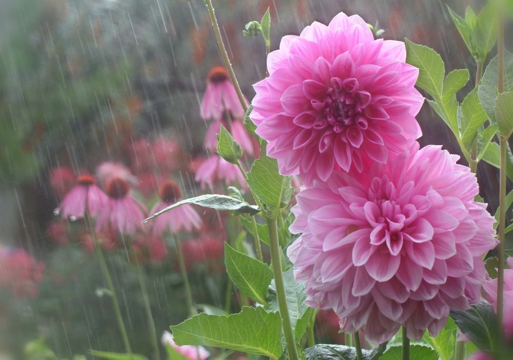 Photograph by Любовь Саханова